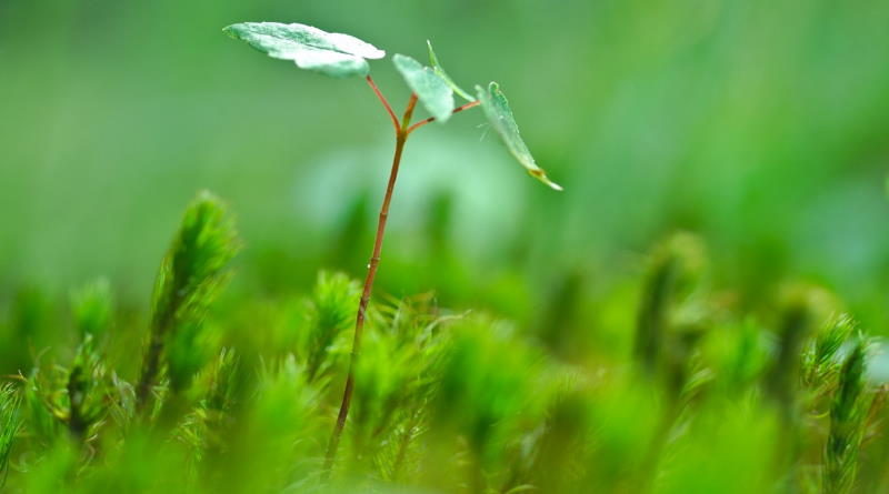 Projeto promete plantar em áreas de mata atlântica uma árvore para cada vítima que falece de Covid 19